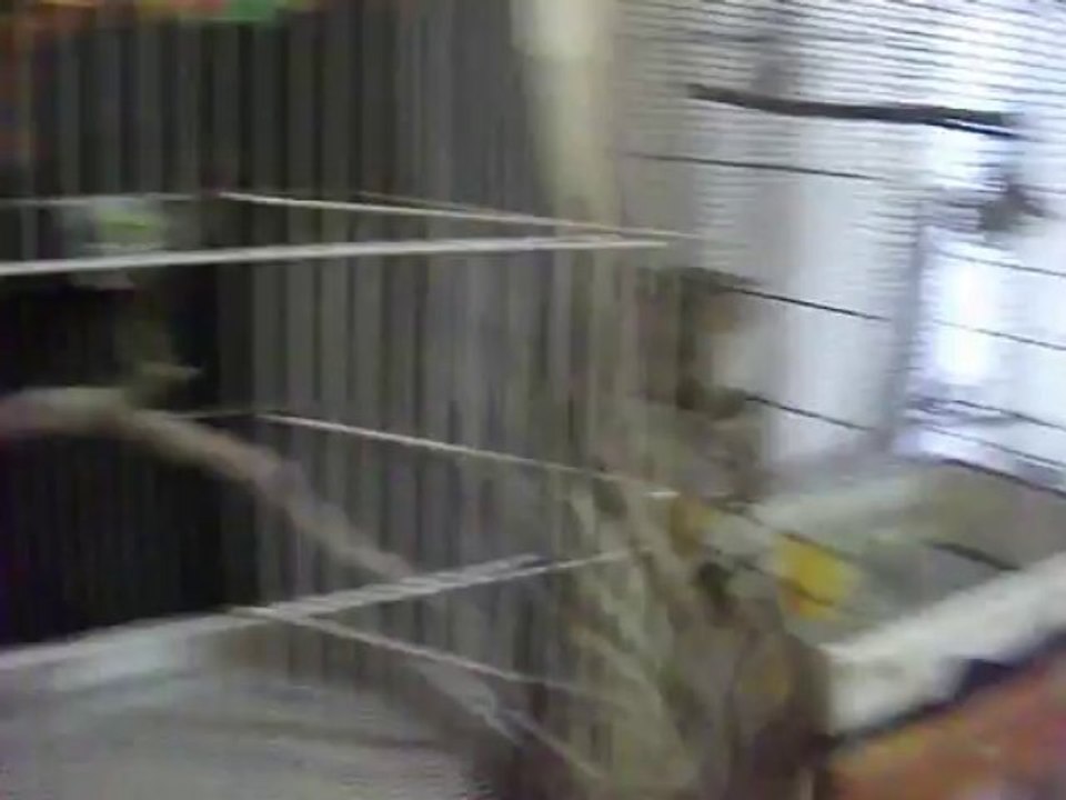 Sortie des calopsittes