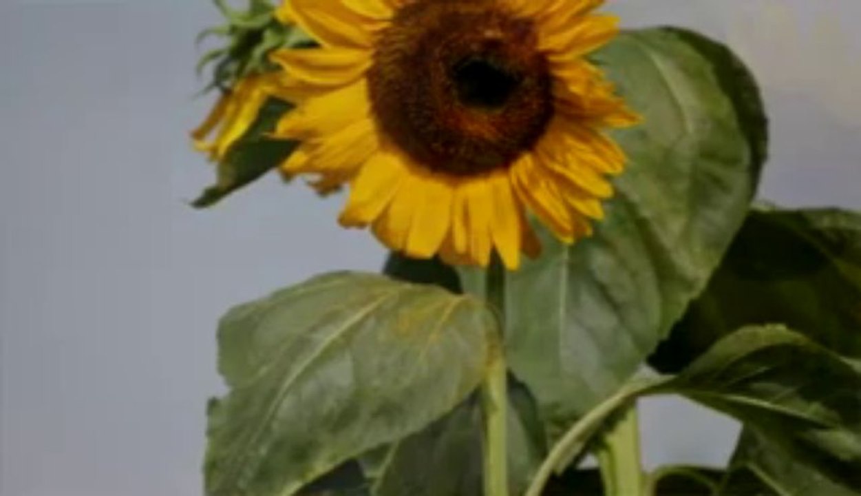 終わらない歌　ニューロティカ