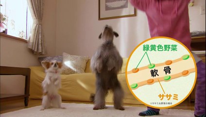 ドギーマンCM15秒x2