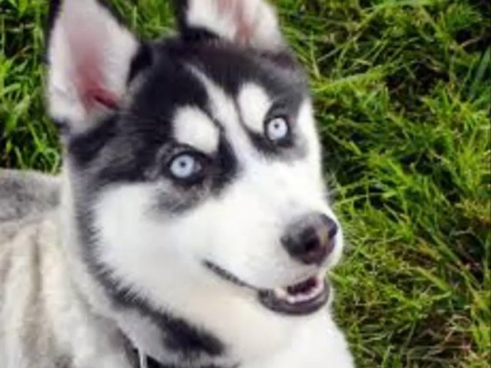 mes husky comme je l'ai aime