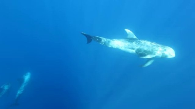 Plongée avec des Dauphins de Risso