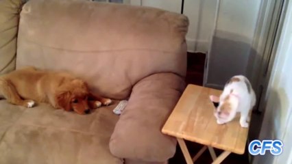 "Clumsy Cats Compilation" || CFS