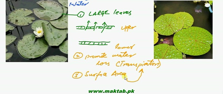 FSc Biology Book2, CH 15, LEC 3, Osmoregulation in Plants