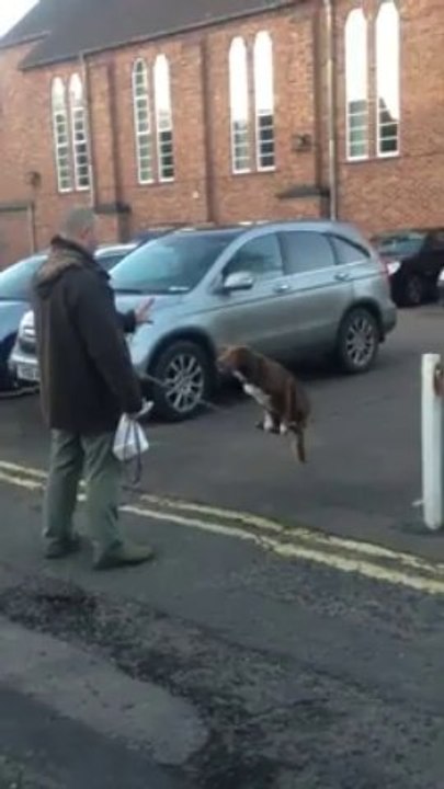 DOG ACROBATIQUE AMAZING