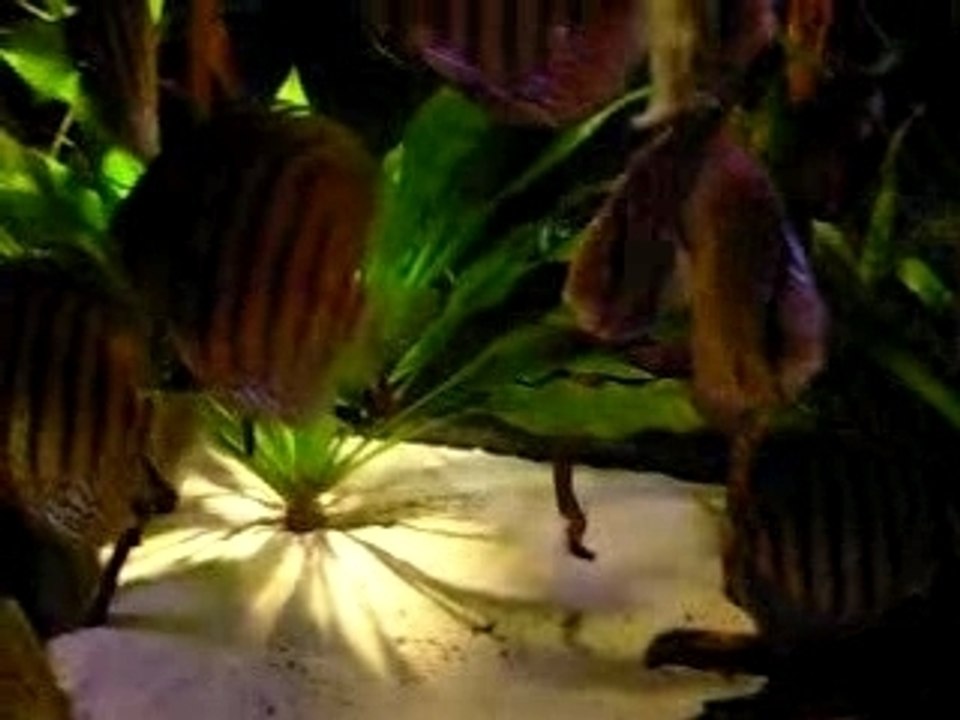 photos 11 11 2006 db 053