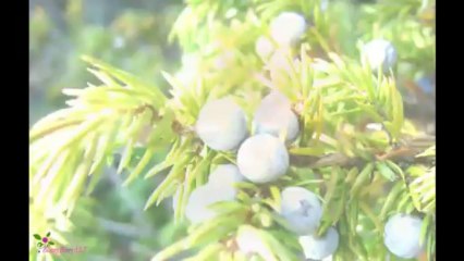 LACOSTE Essential Sport Eau De Toilette Spray