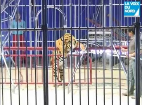 Au parc Bagatelle, Kid Bauer, charmeur de fauves