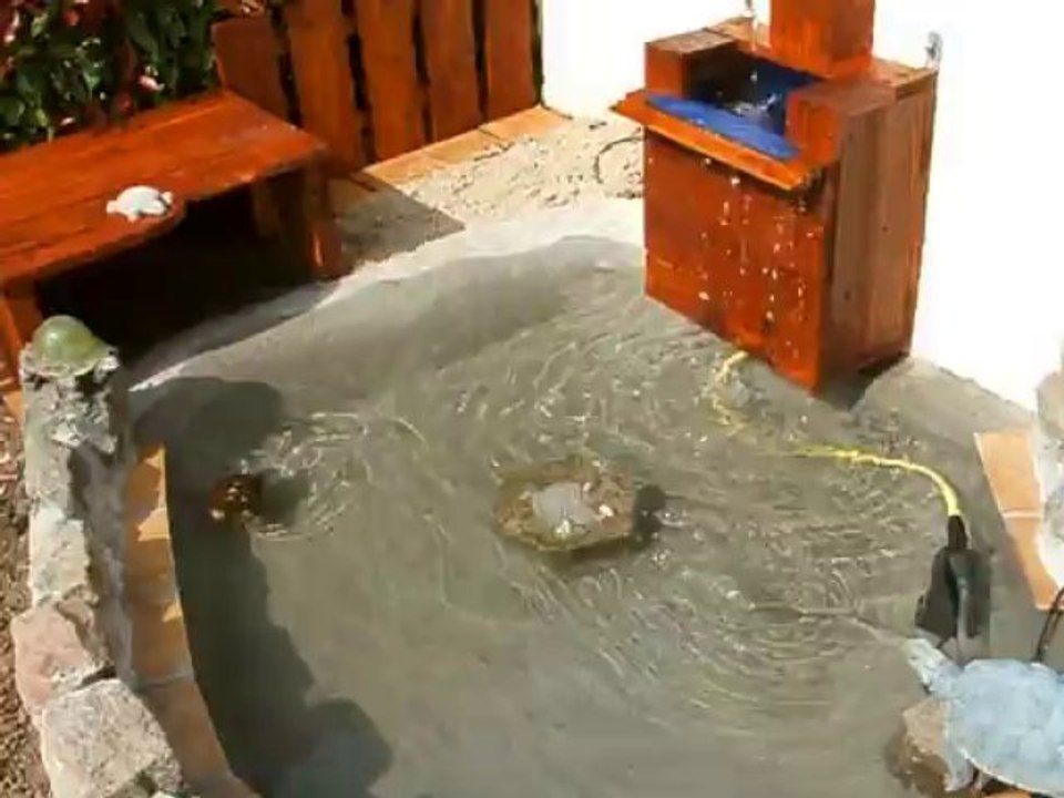 mes tortues juillet 2013.