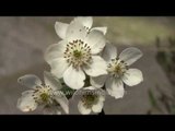 Anemone obtusiloba growing in an Uttarakhand alpine meadow