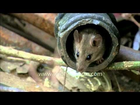 Mouse steals chapatti and then hides in a pipe