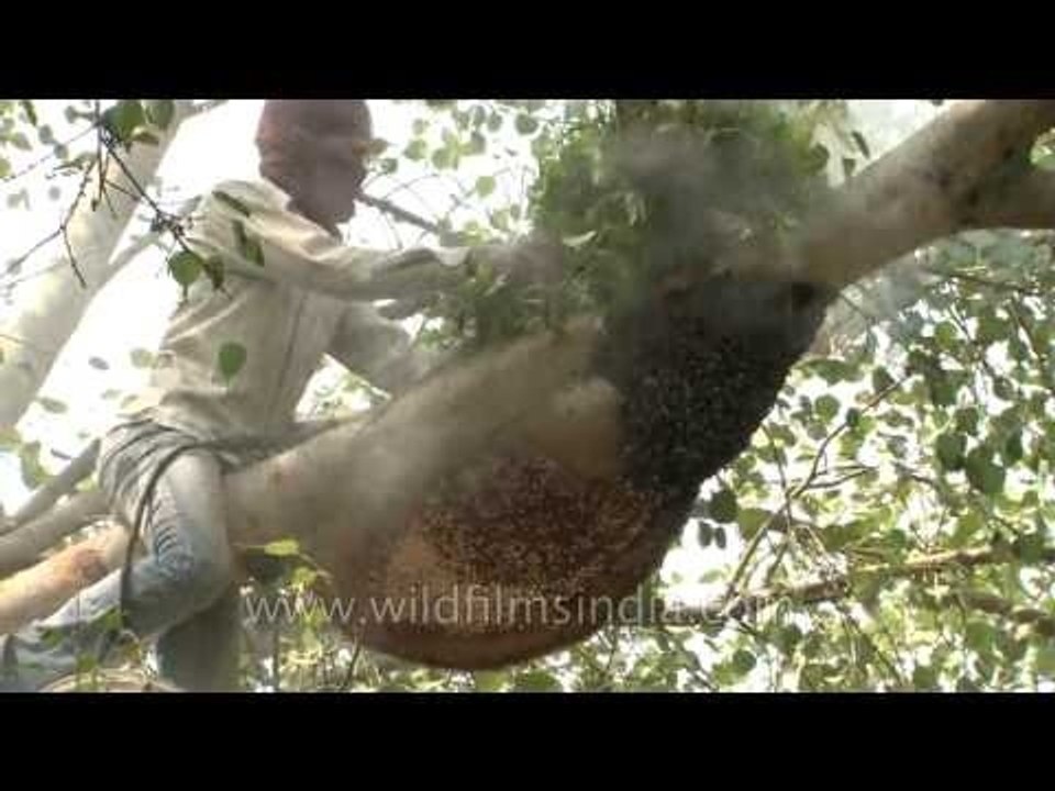 Smoking out a beehive the traditional Indian way