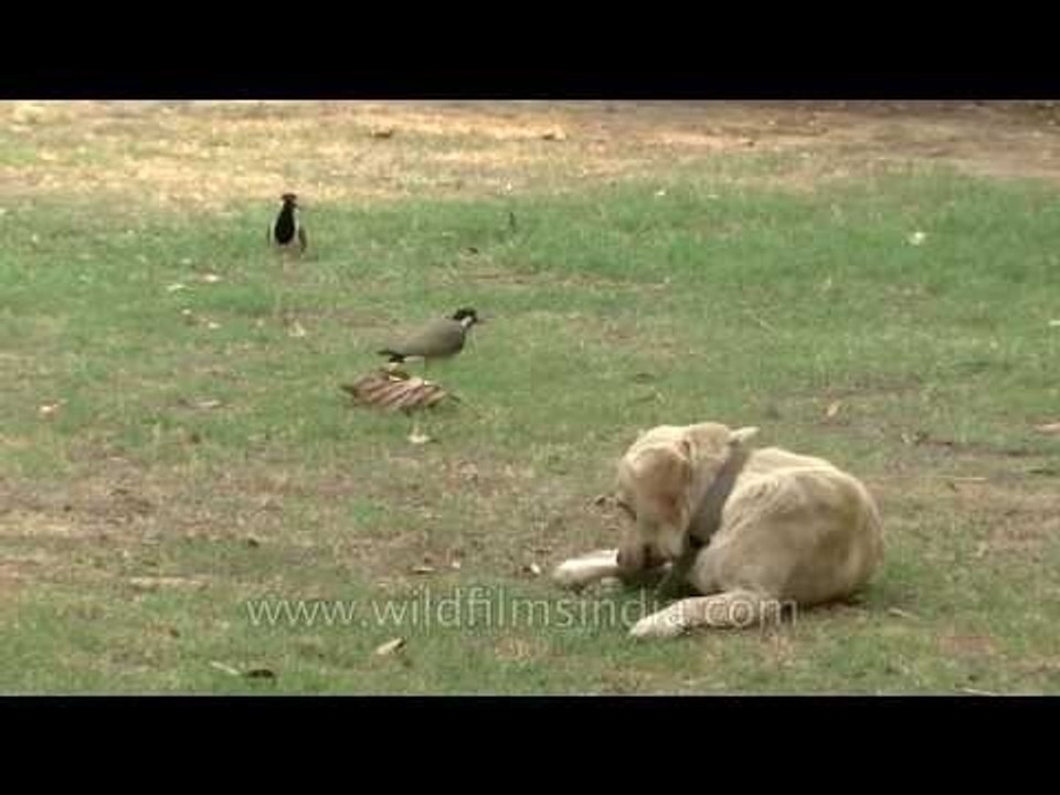 Red-wattled Lapwings attacking a Labrador as it...
