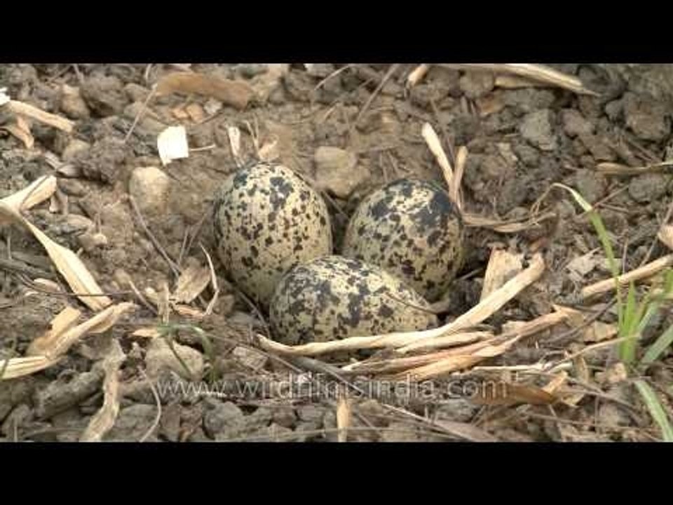 Red-wattled Lapwing eggs on the ground
