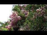 Trees with pink flowers: In RIMC Dehradun