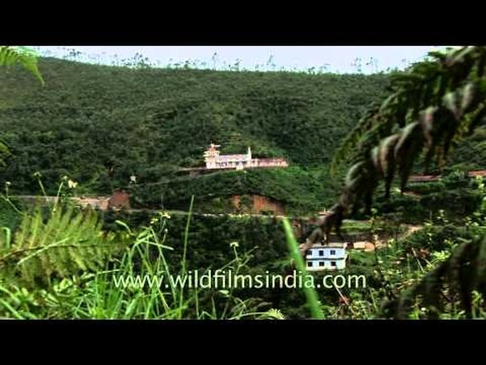 Tea estate in Munnar