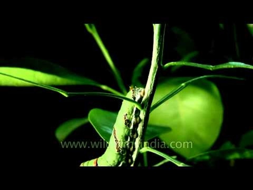 Caterpillar crawls on a plant