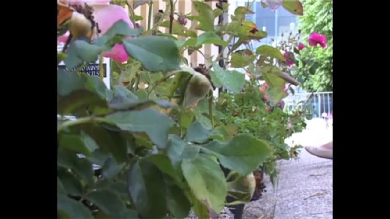 Musiques aux Jardins à Enghien-les-Bains