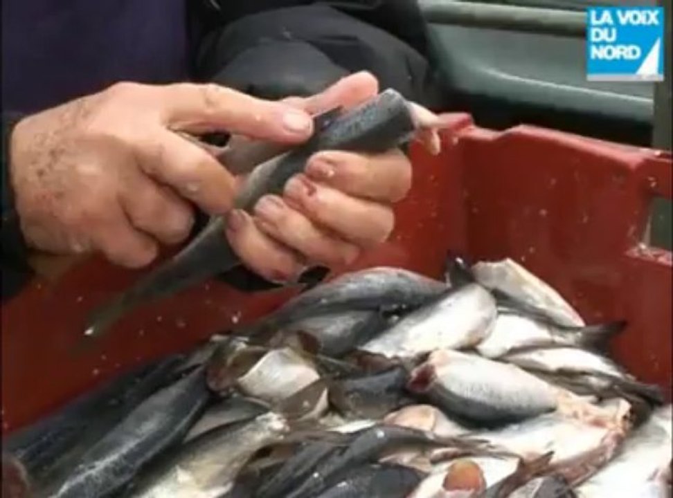 Le Hareng Roi d'Etaples