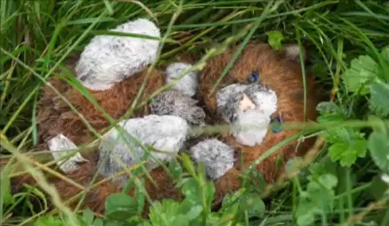 Hellemmes : veille d'expulsion au camp de Roms