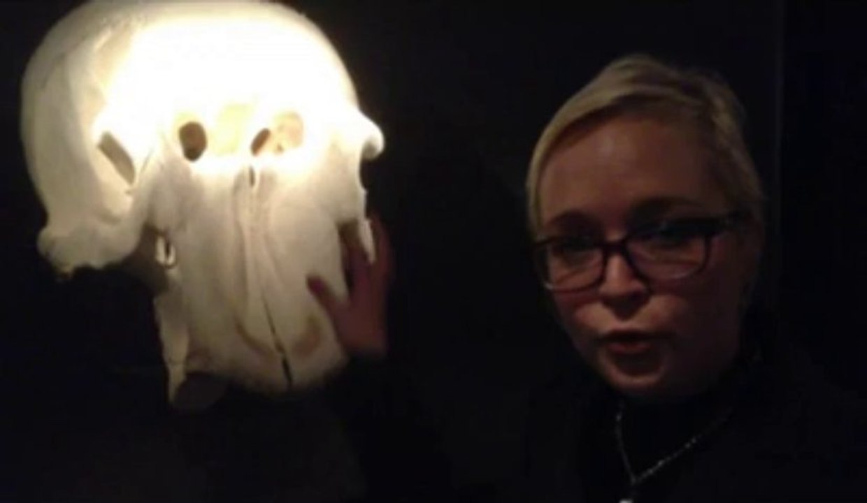 Lille3000 Fantastic : visite guidée d’ « Anatomies de l’étrange » au Musée d’histoire naturelle (1)