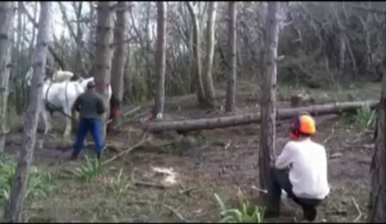 Groffliers : entre 1 000 et 1 500 arbres abattus