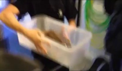 Boulogne : une nouvelle tortue marine à Nausicaà