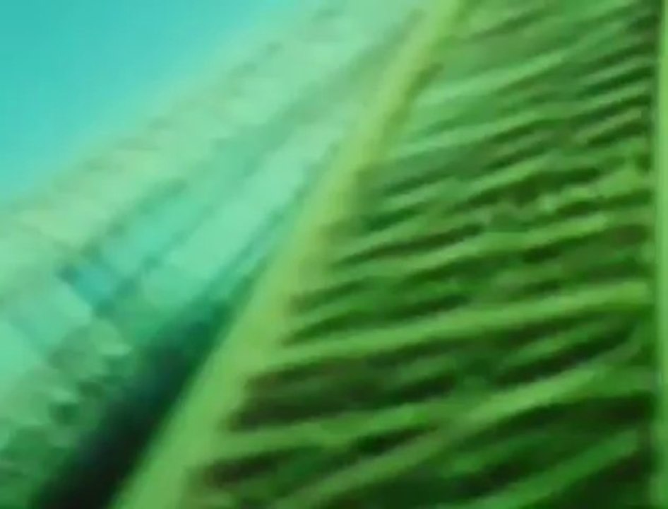 Bellewaerde : une nouvelle attraction