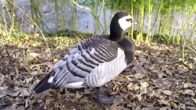Réouverture du zoo de Lille