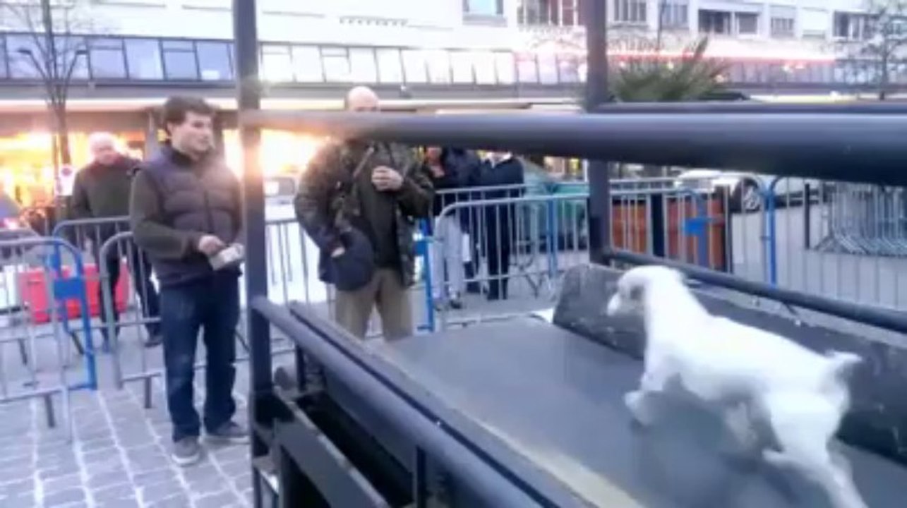 Valenciennes : les animaux stars au Festival 2 Cinéma (19/03/13)