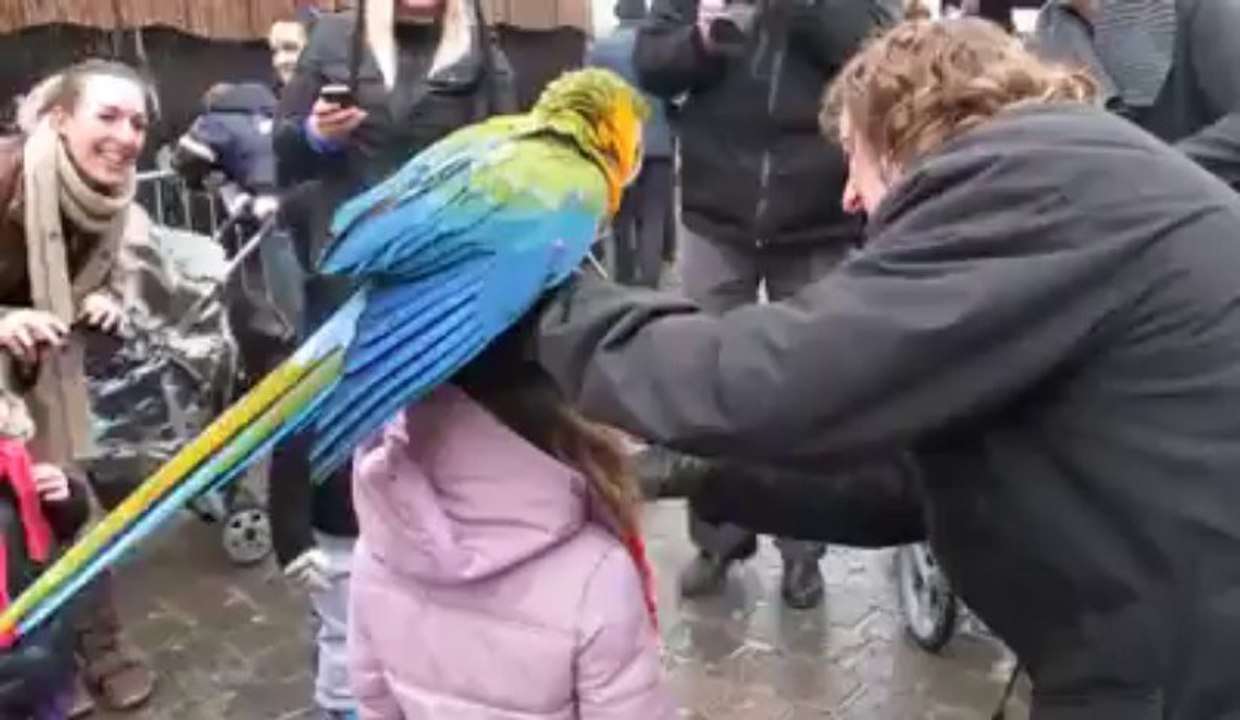 Coco le perroquet amuse les enfants