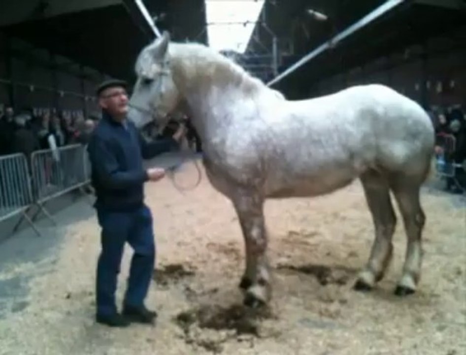 Concours de chevaux à la foire agricole de Frévent.