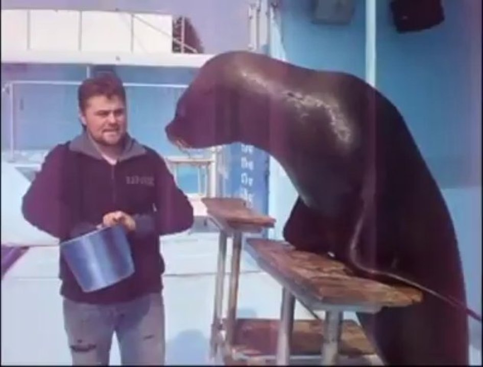 Caudry : un spectacle d'otaries
