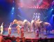 Le cirque Gruss à Dunkerque : le numéro des éléphants