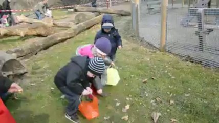 Estaires : soixante-dix kilos de chocolat dans la nature