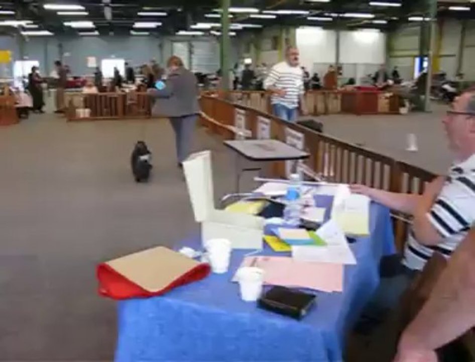 Maubeuge: exposition canine