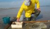 CALAIS : Pêcheurs de crevettes sur la plage de Calais