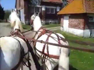Groffliers : Un attelage de poney se prépare pour dimanche