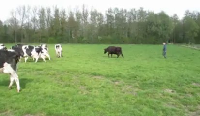 1er mai à l'Institut de Genech : les vaches ne connaissent pas les jours fériés.