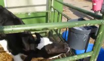 Institut de Genech : les plus jeunes veaux ont droit à leur ration de lait.