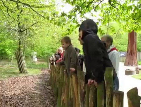 Francis Navez tond les moutons du parc Mosaïc