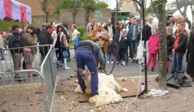 Pernes : la ville en ferme géante lors de la foire