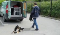 Les facteurs se forment au risque d'agression canine (3 juin 2013)