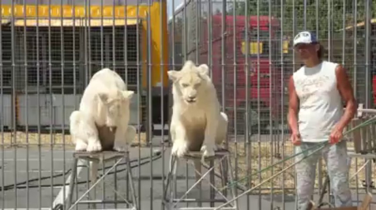 Le petit déjeuner des lions du cirque Pinder