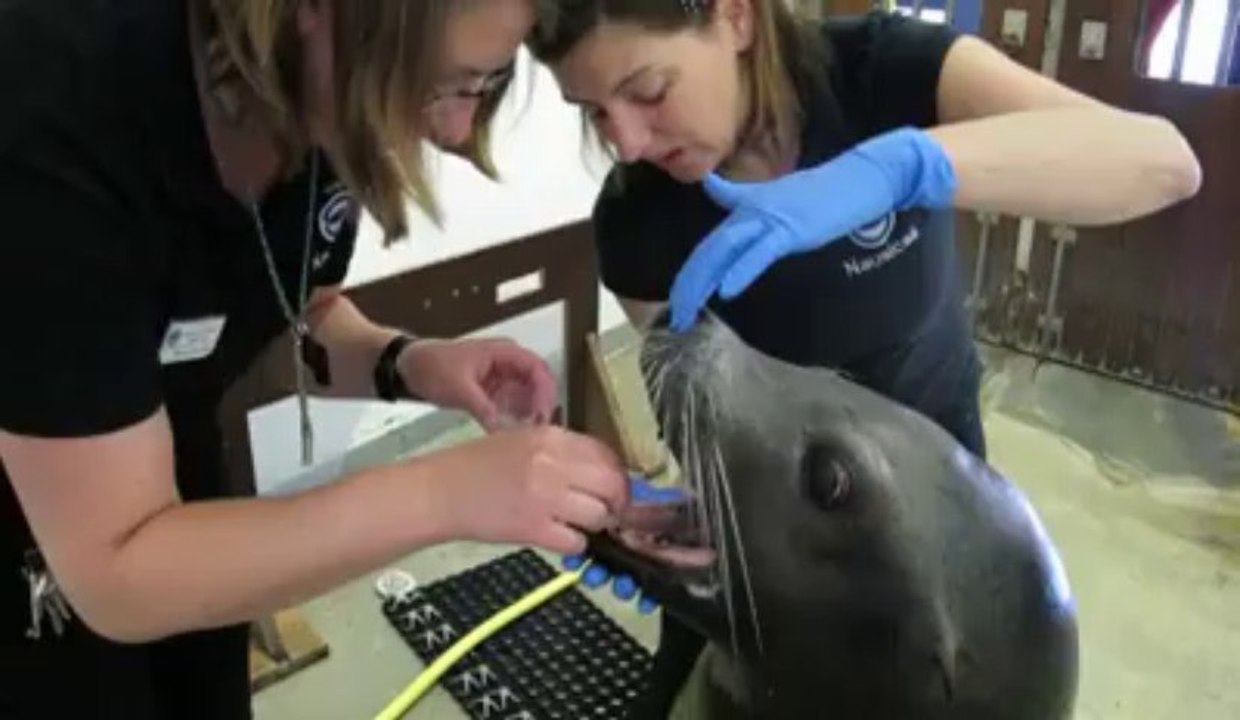 Comment brosser les dents à un lion de mer ?