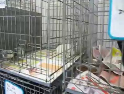 Hénin : les chats à adopter du refuge