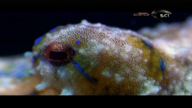 Maravilhas da Natureza - Grande Barreira de Corais [Discovery Science]