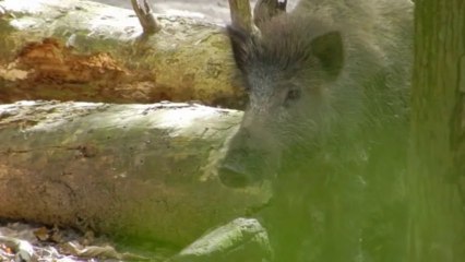 Sangliers, rencontre avec une compagnie