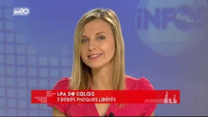 Trois bébés phoques libérés