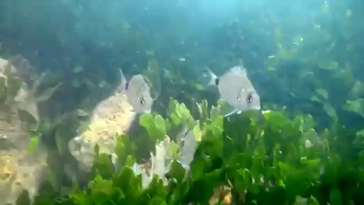 Les poissons de Benicassim