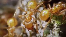 La planète des fourmis